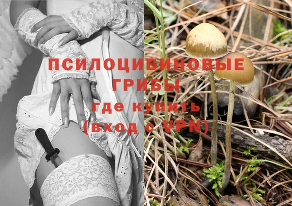 стаф Аркадак